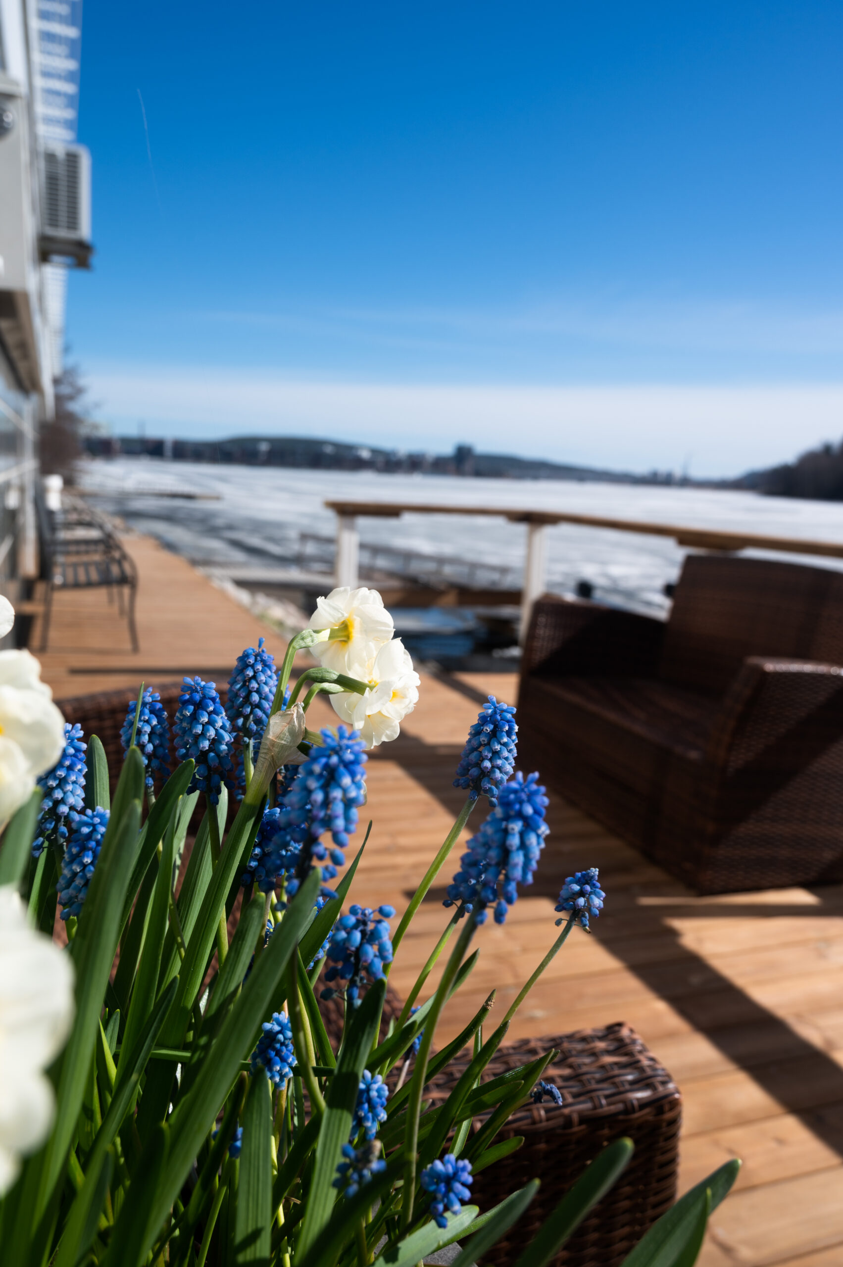 Sinisiä ja valkoisia kukkia terassilla keväällä jäiden sulaessa